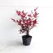  наан тонн высота дерева 0.2m передний и задний (до и после) 10.5cm pot (5 шт. комплект )( бесплатная доставка ) говоря по правде нет растение саженец двор 