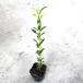 masaki высота дерева 0.5m передний и задний (до и после) 10.5cm pot (40 шт. комплект )( бесплатная доставка ) рассада растение саженец двор 