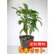  man ryou высота дерева 0.2m передний и задний (до и после) 9.0cm pot (5 шт. комплект )( бесплатная доставка ) рассада * говоря по правде относительно нет случается растение саженец двор 