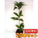 �L�����N�Z�C �V�L�U�L�L�����N�Z�C ����0.25m�O�� 10.5cm�|�b�g �i20�{�Z�b�g�j�i���������j  �c �A�� �c��