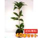 �L�����N�Z�C �V�L�U�L�L�����N�Z�C ����0.25m�O�� 10.5cm�|�b�g �i40�{�Z�b�g�j�i���������j  �c �A�� �c��