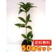 �L�����N�Z�C �V�L�U�L�L�����N�Z�C ����0.25m�O�� 10.5cm�|�b�g �i50�{�Z�b�g�j�i���������j  �c �A�� �c��