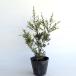  gold metsuge высота дерева 0.4m передний и задний (до и после) 15cm pot (15 шт. комплект )( бесплатная доставка ) рассада растение саженец двор 
