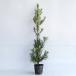la can maki высота дерева 1.0m передний и задний (до и после) 15cm pot (15 шт. комплект )( бесплатная доставка ) рассада растение саженец двор 