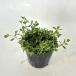 li Piaa (himeiwadare saw ) / 9cm pot (28 pcs set )( free shipping ) seedling plant sapling garden ground cover 