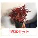 �y�X������p�i�z�I�^�t�N�i���e�� ����0.15m�O�� 12cm�|�b�g �i15�{�Z�b�g�j�����s��  �c �A�� �c�� �� �������s��