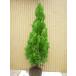 [ shop front receipt exclusive use goods ] elegantissima height of tree 1.2m rom and rear (before and after) root to coil shipping un- possible seedling plant sapling garden 