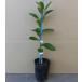 �J�{�X  ����0.2m�O�� 9.0cm�|�b�g �i �P �i �j�i���������j  �c �A�� �c�� �� �ʎ��c �ʎ� �� ���k