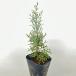  blue ice высота дерева 0.5m передний и задний (до и после) 15cm pot (2 шт. комплект )( бесплатная доставка ) рассада растение саженец двор 