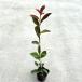  красный Robin высота дерева 0.7m передний и задний (до и после) 10.5cm pot ( одиночный товар ) рассада растение саженец 