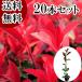 ���b�h���r�� ����0.3m�O�� 10.5cm�|�b�g �i20�{�Z�b�g�j�i���������j  �c �A�� �c�� ��