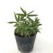  Cogu ma The sa/ 10.5cm pot (10 шт. комплект )( бесплатная доставка ) рассада растение саженец почвопокровные растения 