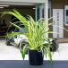 filiki terrestrial saw / 10.5cm pot ( одиночный товар ) рассада растение саженец почвопокровные растения 