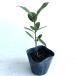 ge Kei ju высота дерева 0.3m передний и задний (до и после) 10.5cm pot (2 шт. комплект )( бесплатная доставка ) рассада растение саженец двор 