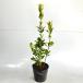 ougomasaki высота дерева 0.4m передний и задний (до и после) 15cm pot ( одиночный товар ) рассада растение саженец 