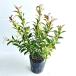 seiyouiwa наан тонн akisila белка высота дерева 0.25m передний и задний (до и после) 15cm pot (5 шт. комплект )( бесплатная доставка ) рассада растение саженец 