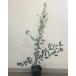  olive height of tree 1.0m rom and rear (before and after) 15~18cm pot (28 pcs set )( free shipping ) seedling plant sapling garden 
