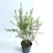  талия Lynn механизм высота дерева 0.3m передний и задний (до и после) 15cm pot (5 шт. комплект )( бесплатная доставка ) рассада растение саженец 