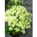 bi горелка ms Terry re высота дерева 0.3m передний и задний (до и после) 15cm pot (10 шт. комплект )( бесплатная доставка ) рассада растение саженец 