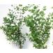  эвкалипт g колено высота дерева 0.4m передний и задний (до и после) 15cm pot ( одиночный товар ) рассада растение саженец 