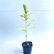  дуб острейший высота дерева 0.3m передний и задний (до и после) 10.5cm pot ( одиночный товар ) рассада растение саженец 