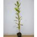  konara oak height of tree 0.5m rom and rear (before and after) 10.5cm pot (180 pcs set )( free shipping ) seedling plant sapling garden 