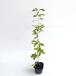  дуб конара высота дерева 0.5m передний и задний (до и после) 10.5cm pot (50 шт. комплект )( бесплатная доставка ) рассада растение саженец 