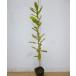  konara oak height of tree 0.5m rom and rear (before and after) 10.5cm pot (200 pcs set )( free shipping ) seedling plant sapling garden 