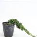 Will Tony / 13.5~15cm pot (5 шт. комплект )( бесплатная доставка ) почвопокровные растения рассада растение саженец почвопокровные растения 