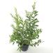 kobanozina высота дерева 0.4m передний и задний (до и после) 13.5~15cm pot ( одиночный товар ) рассада растение саженец 