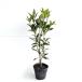 si Kimi высота дерева 0.4m передний и задний (до и после) 15cm pot ( одиночный товар )si Kimi. рассада si Kimi. рассада растение саженец 