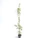 iro - momiji высота дерева 1.0m передний и задний (до и после) 10.5cm pot (20 шт. комплект )( бесплатная доставка ) рассада растение саженец 