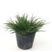 hime сиденье shou/ 9.0cm pot ( одиночный товар ) рассада растение саженец почвопокровные растения 