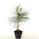  красный matsu высота дерева 0.3m передний и задний (до и после) 10.5cm pot (40 шт. комплект )( бесплатная доставка ) рассада растение саженец двор 