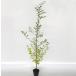  стиракс японский высота дерева 0.8m передний и задний (до и после) 10.5cm pot ( одиночный товар ) рассада растение саженец 