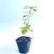  дуб конара высота дерева 0.3m передний и задний (до и после) 10.5cm pot (10 шт. комплект )( бесплатная доставка ) рассада растение саженец 