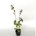  koma yumi высота дерева 0.3m передний и задний (до и после) 10.5cm pot ( одиночный товар ) рассада растение саженец 