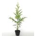 sgi высота дерева 0.5m передний и задний (до и после) 10.5cm pot ( одиночный товар ) рассада парк зеленый земля и т.д. растение саженец 