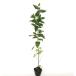  cocos nucifera .bsi высота дерева 0.5m передний и задний (до и после) 10.5cm pot ( одиночный товар ) рассада растение саженец 