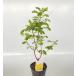 la can maki высота дерева 0.5m передний и задний (до и после) 15cm pot ( одиночный товар ) рассада растение саженец 