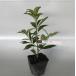 ilisium red flower si Kimi height of tree 0.3m rom and rear (before and after) 18cm pot (50 pcs set )( free shipping ) seedling plant sapling garden 