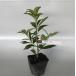 ilisium red flower si Kimi height of tree 0.3m rom and rear (before and after) 18cm pot (60 pcs set )( free shipping ) seedling plant sapling garden 