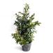 hisa устрица высота дерева 0.4m передний и задний (до и после) 15cm pot (5 шт. комплект )( бесплатная доставка ) рассада растение саженец 