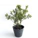krume азалия ( белый ) высота дерева 0.25m передний и задний (до и после) 15cm pot ( одиночный товар ) рассада растение саженец 