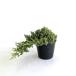  Pro kn Ben snana/ 13.5~15cm pot ( одиночный товар ) рассада растение саженец 
