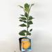  Seto внутри лимон ( Hiroshima ) высота дерева 0.2m передний и задний (до и после) 9.0cm pot ( одиночный товар )( бесплатная доставка ) веранда тоже растение саженец фруктовое дерево рассада ..