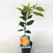 ������ �r�A�t�����J �g�Q�Ȃ� ����0.2m�O�� 9.0cm�|�b�g �i �P �i �j �x�����_�ł� �c �A�� �c�� �� �ʎ��c ���k