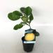  помело van peiyu. белый .(.....) высота дерева 0.2m передний и задний (до и после) 9.0cm pot ( одиночный товар )( бесплатная доставка ) рассада растение саженец фруктовое дерево рассада . дерево ..