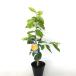  lemon Seto inside lemon ( Hiroshima lemon ) height of tree 0.5m rom and rear (before and after) 15cm pot (30 pcs set )( free shipping ) easy . veranda also plant sapling garden 