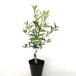 sdachi высота дерева 0.5m передний и задний (до и после) 15cm pot ( одиночный товар )( бесплатная доставка ) рассада растение саженец фруктовое дерево рассада . дерево ..